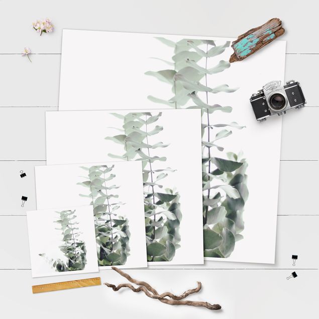 Poster - Eukalyptus im Weißen Licht - Quadrat 1:1