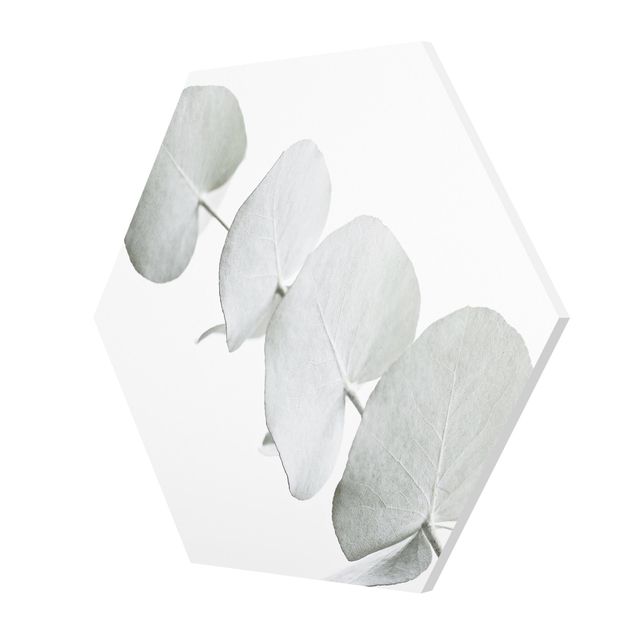 Hexagon Bild Forex - Eukalyptuszweig im Weißen Licht