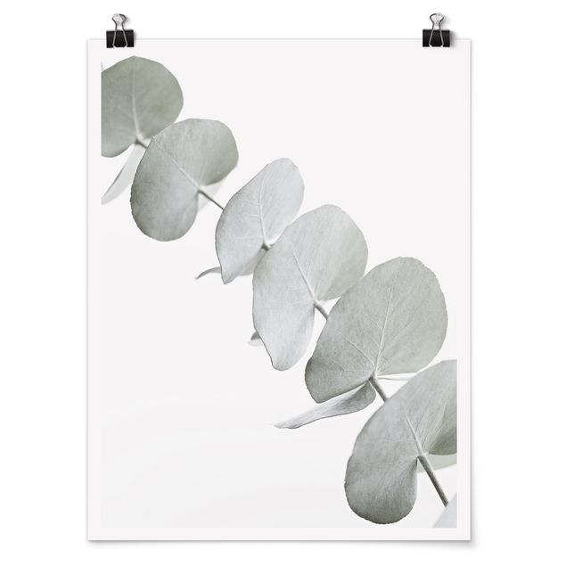 Poster - Eukalyptuszweig im Weißen Licht - Hochformat 3:4
