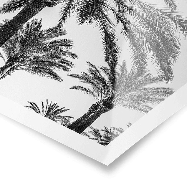 Poster - Palmen im Sonnenuntergang Schwarz-Weiß - Hochformat 3:2