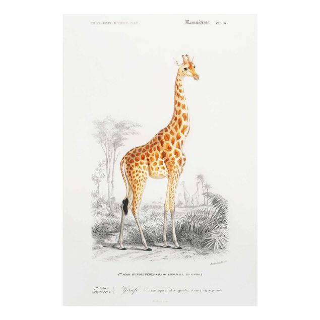 Glasbild - Vintage Lehrtafel Giraffe - Querformat 2:3