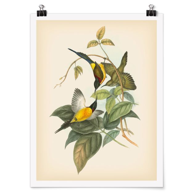 Poster - Vintage Illustration Tropische Vögel IV - Hochformat 4:3