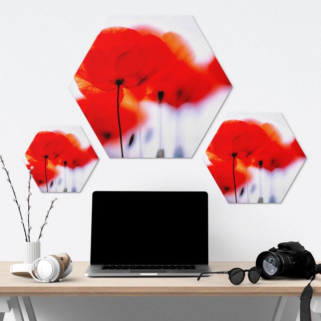 Hexagon Bild Alu-Dibond - Magic Poppies