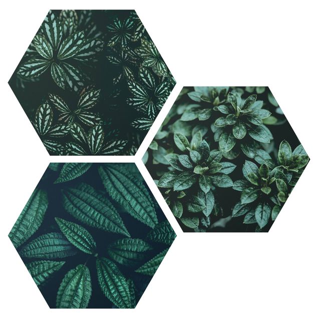 Hexagon Bild Forex 3-teilig - Blätter Trio