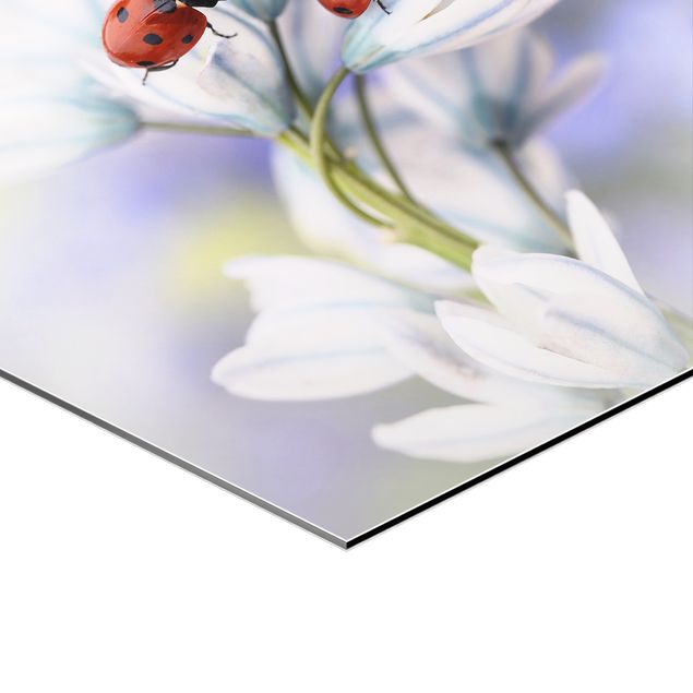 Hexagon Bild Alu-Dibond 2-teilig - Marienkäfer auf Blüten