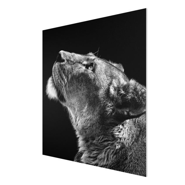 Forex Fine Art Print - Portrait einer Löwin - Quadrat 1:1