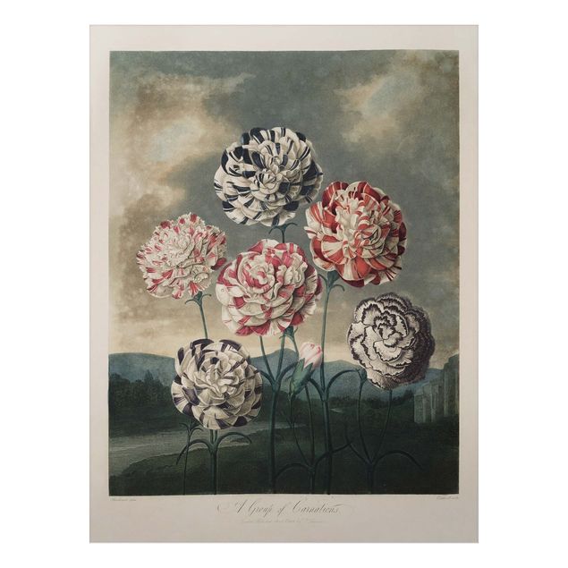 Aluminium Print gebürstet - Botanik Vintage Illustration Blaue und rote Nelken - Hochformat 4:3