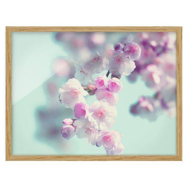 Bild mit Rahmen - Farbenfrohe Kirschblüten - Querformat