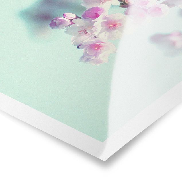 Poster - Farbenfrohe Kirschblüten - Quadrat 1:1