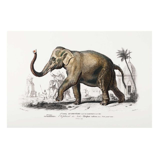 Glasbild - Vintage Lehrtafel Elefant - Hochformat 3:2