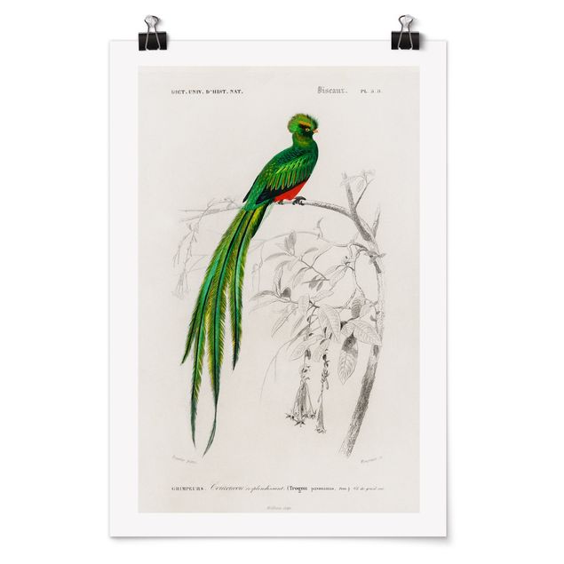 Poster - Vintage Lehrtafel Tropischer Vogel I - Hochformat 3:2