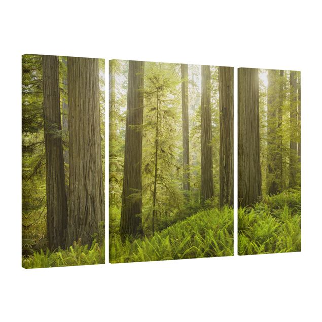 Leinwandbild 3-teilig - Redwood State Park Waldblick - Triptychon