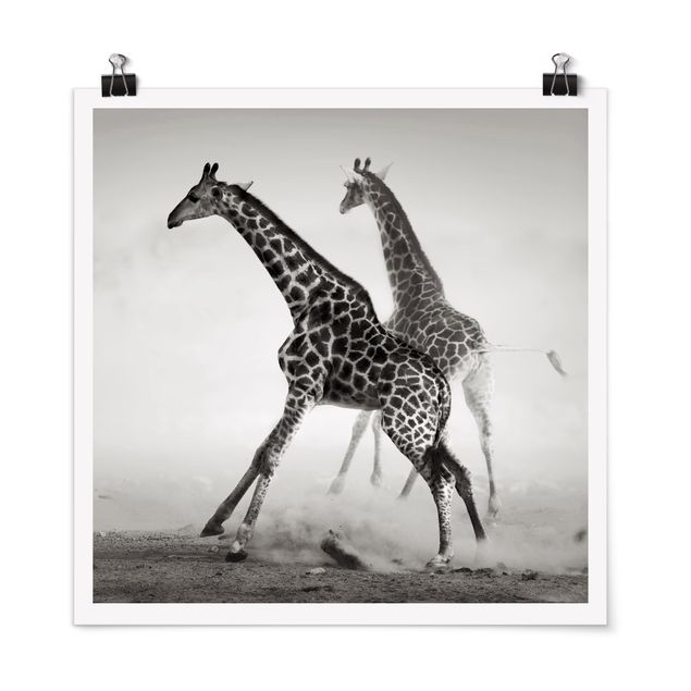 Poster - Giraffenjagd - Quadrat 1:1