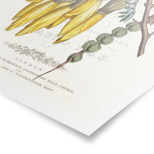 Poster - Botanisches Tableau - Schnurbaum - Hochformat 3:2
