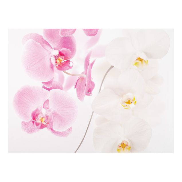 Forexbild - Delicate Orchids
