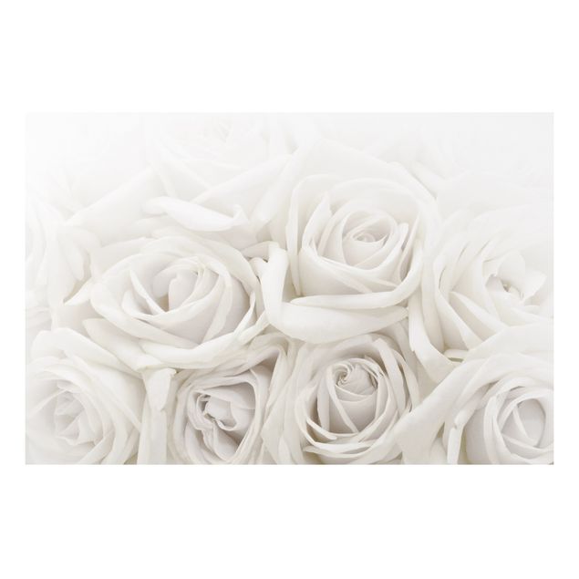 Forexbild - Weiße Rosen