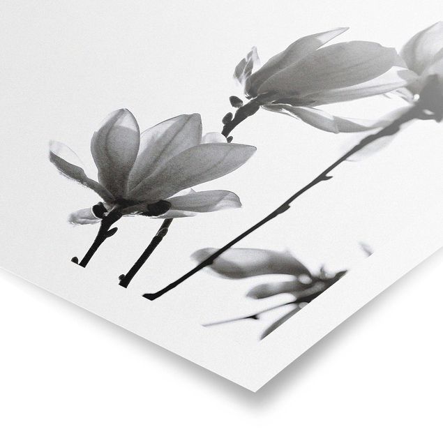 Poster - Frühlingsbote Magnolie Schwarz Weiß - Quadrat 1:1
