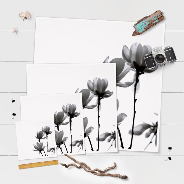 Poster - Frühlingsbote Magnolie Schwarz Weiß - Quadrat 1:1