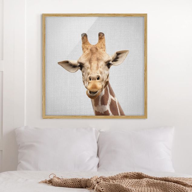 Bild mit Rahmen - Giraffe Gundel - Quadrat - 1:1