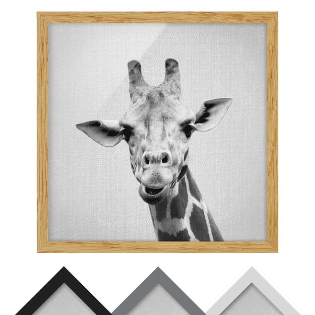 Bild mit Rahmen - Giraffe Gundel Schwarz Weiß - Quadrat - 1:1