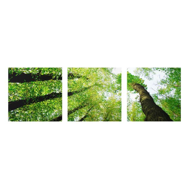 Glasbild mehrteilig - Bäume des Lebens 3-teilig - Waldbild Glas
