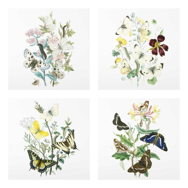 Glasbild mehrteilig - Britische Schmetterlinge Set II - 4-teilig