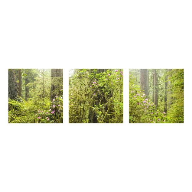 Glasbild mehrteilig - Del Norte Coast Redwoods State Park Kalifornien - 3-teilig