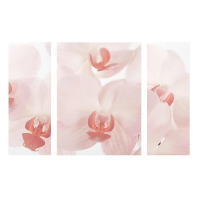 Glasbild mehrteilig - Helle Orchidee - Svelte Orchids 3-teilig