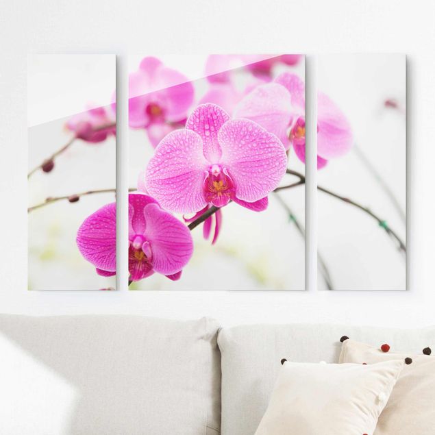 Glas Magnetboard Nahaufnahme Orchidee