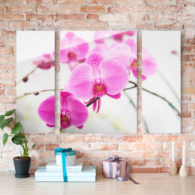 Glasbild mehrteilig - Nahaufnahme Orchidee 3-teilig