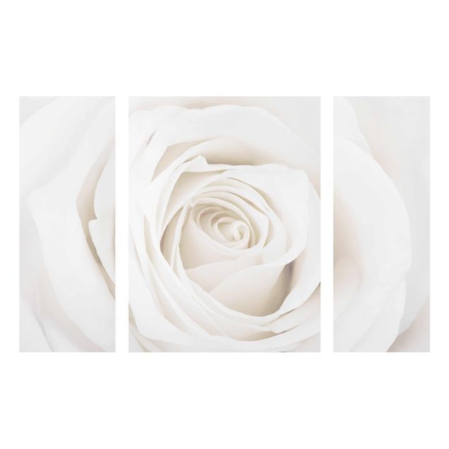 Glasbild mehrteilig - Pretty White Rose 3-teilig