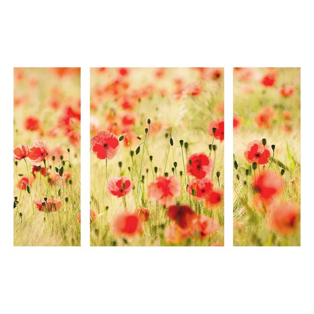 Glasbild mehrteilig - Summer Poppies 3-teilig
