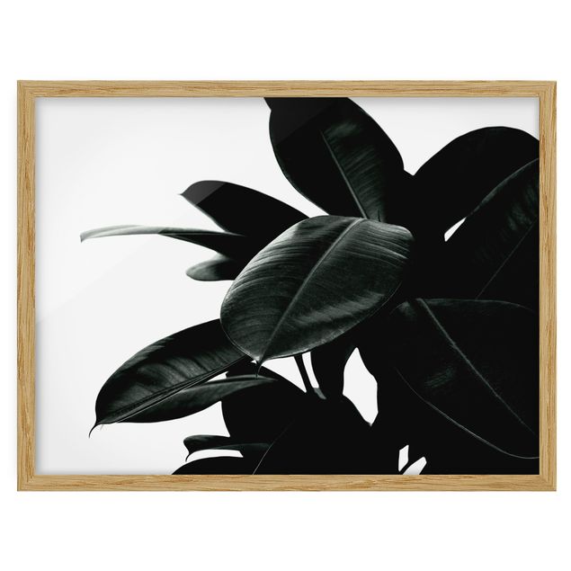 Bild mit Rahmen - Gummibaum Blätter Dunkelgrün - Querformat