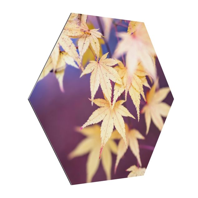 Hexagon Bild Alu-Dibond - Herbstlicher Ahorn