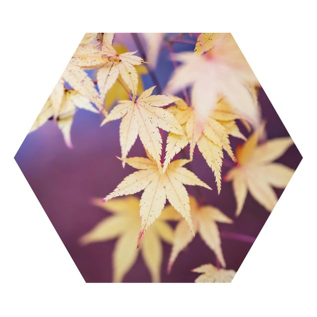 Hexagon Bild Alu-Dibond - Herbstlicher Ahorn