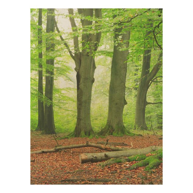 Holz Wandbild - Mighty Beech Trees - Hoch 3:4