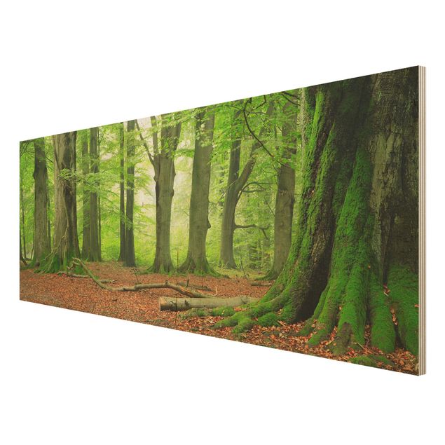 Holz Wandbild - Mighty Beech Trees - Panorama Quer