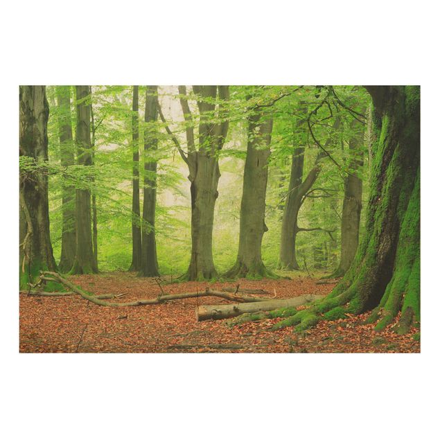 Holz Wandbild - Mighty Beech Trees - Quer 3:2
