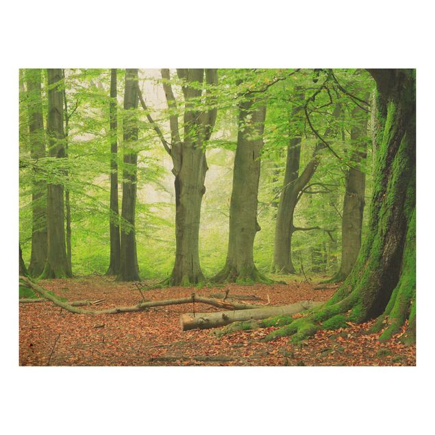 Holz Wandbild - Mighty Beech Trees - Quer 4:3