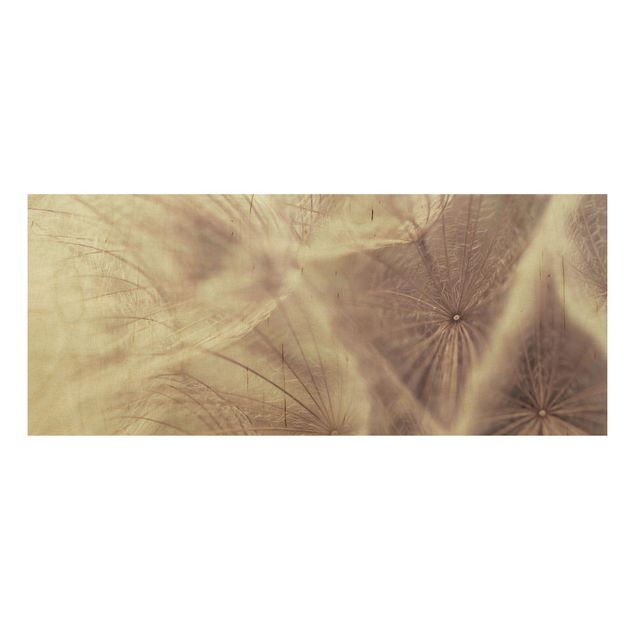 Holzbild Pusteblume - Detailreiche Pusteblumen Makroaufnahme mit Vintage Blur Effekt - Panorama Quer