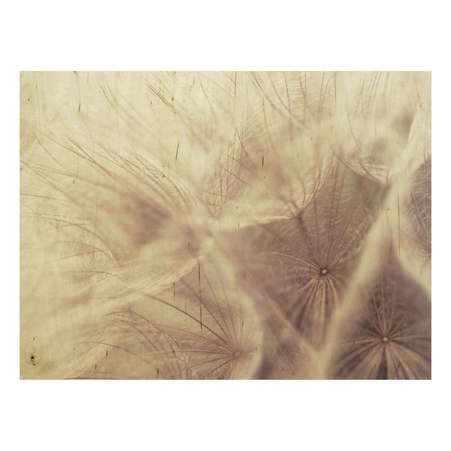 Holzbild Pusteblume - Detailreiche Pusteblumen Makroaufnahme mit Vintage Blur Effekt - Quer 4:3