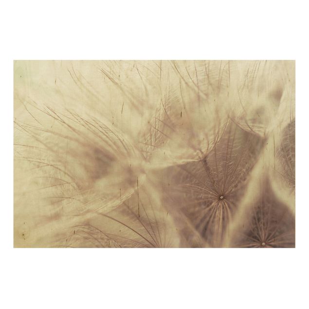 Holzbild Pusteblume - Detailreiche Pusteblumen Makroaufnahme mit Vintage Blur Effekt - Quer 3:2