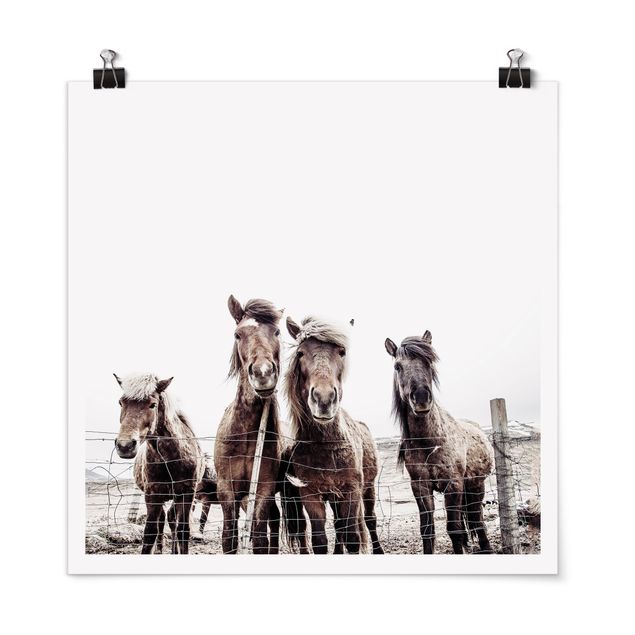 Poster - Island Pferde - Quadrat 1:1