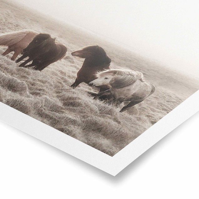 Poster - Island Wildpferde - Quadrat 1:1