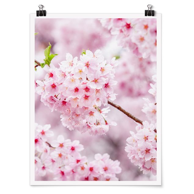 Poster - Japanische Kirschblüten - Hochformat 3:4