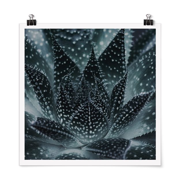 Poster - Kaktus mit Sternpunkten bei Nacht - Quadrat 1:1