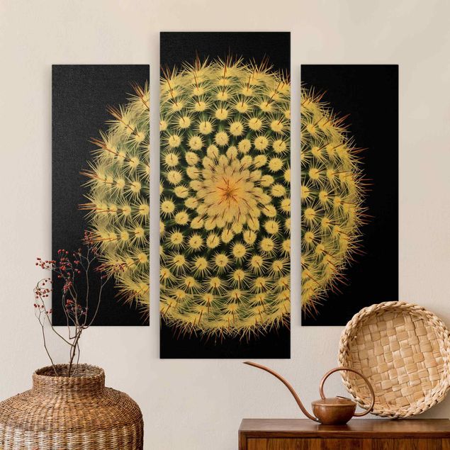 Leinwandbild 3-teilig - Kaktusblüte
