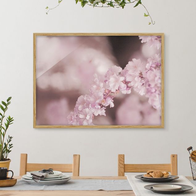 Bild mit Rahmen - Kirschblüte im Violetten Licht - Querformat