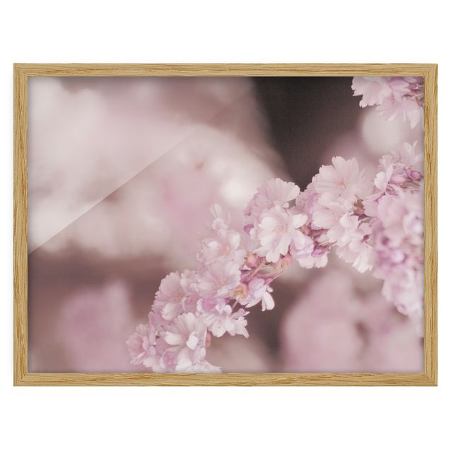 Bild mit Rahmen - Kirschblüte im Violetten Licht - Querformat