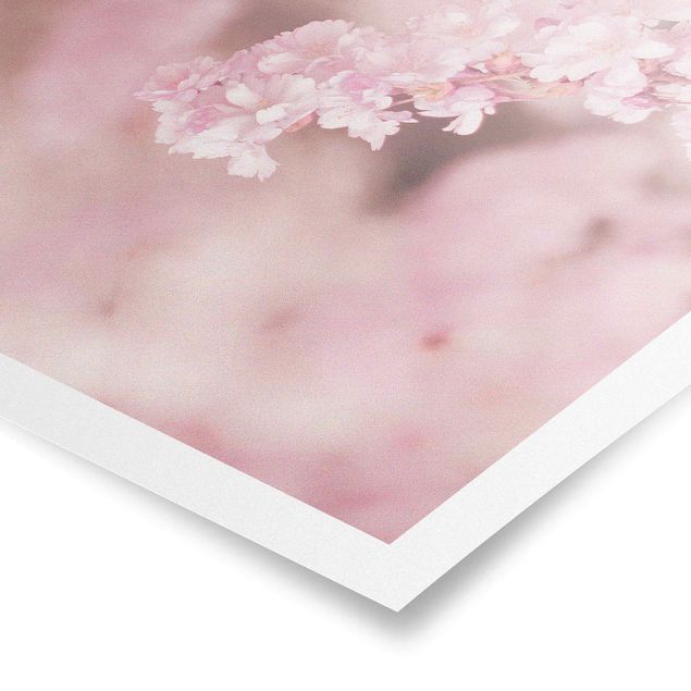 Poster - Kirschblüte im Violetten Licht - Quadrat 1:1